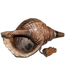 japanese antique signal shell horn HORAGAI